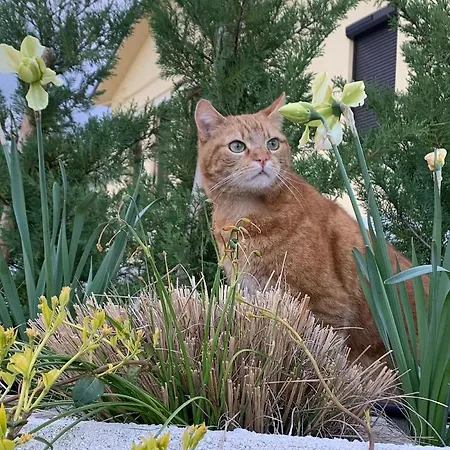 Vecchi Maestri Luxury Adults Only Apartments With Breakfast *