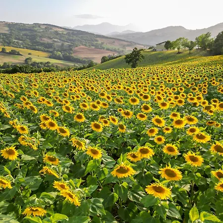 Vecchi Maestri Luxury Adults Only Apartments With Breakfast Appartement Arcevia